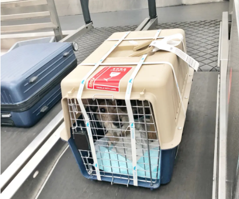 水磨沟宠物托运 宠物托运公司 机场宠物托运 宠物空运